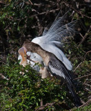 03-31-10 Venice Rookery 061 (Large).jpg