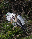 03-31-10 Venice Rookery 063 (Large).jpg