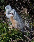 03-31-10 Venice Rookery 078 (Large).jpg