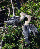 03-31-10 Venice Rookery 085 (Large).jpg