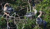 03-31-10 Venice Rookery 086 (Large).jpg