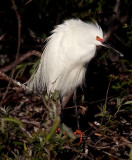 04-01-10 Venice Rookery 060 (Large).jpg