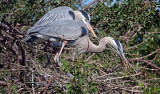 03-31-10 Venice Rookery 009 (Large).jpg