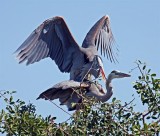 03-31-10 Venice Rookery 039 (Large).jpg