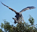03-31-10 Venice Rookery 042 (Large).jpg