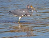 04-04-10 Fort Myers 64 (Large).jpg
