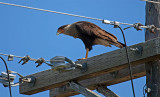 04-06-10 Fort Myers 10 (Large).jpg