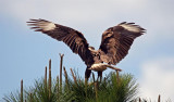 04-07-10 Fort Myers 42 (Large).jpg