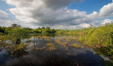  Big Cypress