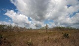  Big Cypress