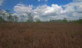  Big Cypress