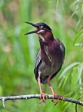 04-10-10 Everglades 95 (Large).jpg
