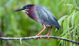 04-10-10 EvergladesA08 (Large).jpg