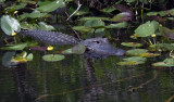 Alligator