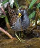 Sora
