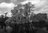 04-10-10 Everglades 05A (Large).jpg