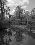 04-10-10 Everglades 10A (Large).jpg