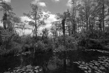  Everglades