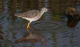 04-21-10 Green Cay Wetlands 40 (Large).jpg