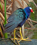 04-21-10 Green Cay Wetlands 86 (Large).jpg