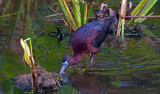 04-21-10 Green Cay Wetlands 89 (Large).jpg