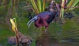 04-21-10 Green Cay Wetlands 90 (Large).jpg