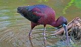 04-21-10 Green Cay Wetlands 97 (Large).jpg