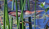 Least Bittern, Florida