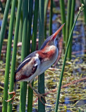 Least Bittern, Florida