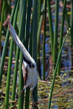 Least Bittern, Florida