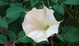 Sacred Datura