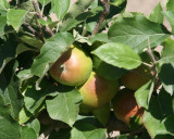 Chambord Orchard