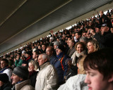 Swans Fans