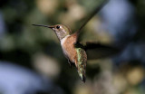 one hummingbird at tim & sheryls