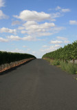 Road to the next vineyard