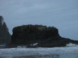 cormorant hair on a sea stack