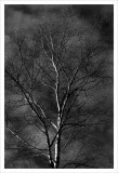 Birch.jpg