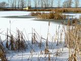 Marais de la Saulaie, Boucherville, dbut hiver