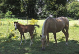 Horse and foal