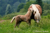 20090728_2053 Jument et poulain.jpg