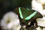 20100307_0057 Machaon Emeraude.jpg