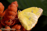 20100307_0051 Papillon.jpg