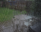 IMG_0341ps in the rain.jpg