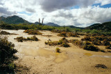 Baja Desert After A Hard Rain,, 1/4 Mile Off Beach