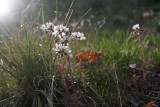  Spring Beauties??? ( Not Sure,, but lots on my hillside behind cabin )