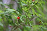 Salmon Berry ALong Trail