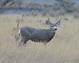 Nice Buck In Grasslands