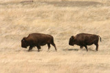  Buffalo On The Plains