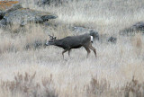 Small Buck Stalking Doe In Heat.