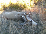My Mule Deer Fallen ,But Will Add Greatly to Winter Meat In Freezer